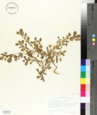 Trianthema portulacastrum image