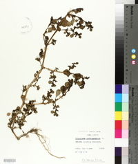 Trianthema portulacastrum image