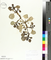 Trianthema portulacastrum image