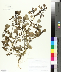 Trianthema portulacastrum image