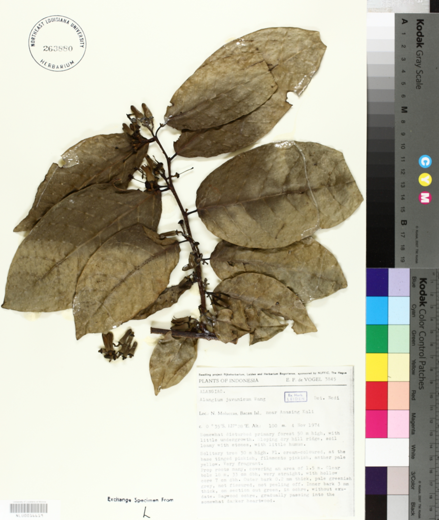 Alangium javanicum image