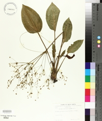 Alisma plantago-aquatica image