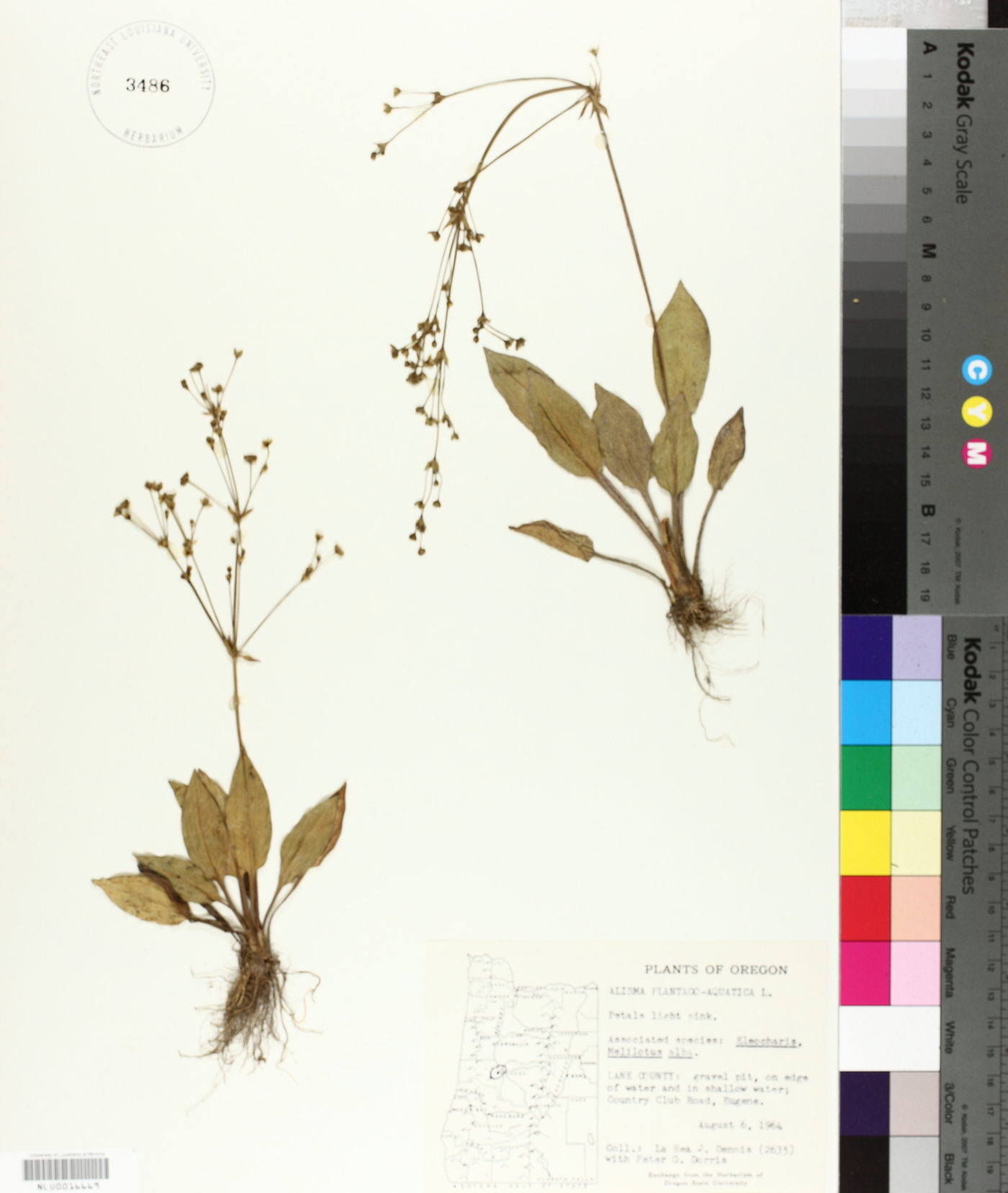 Alisma plantago-aquatica image