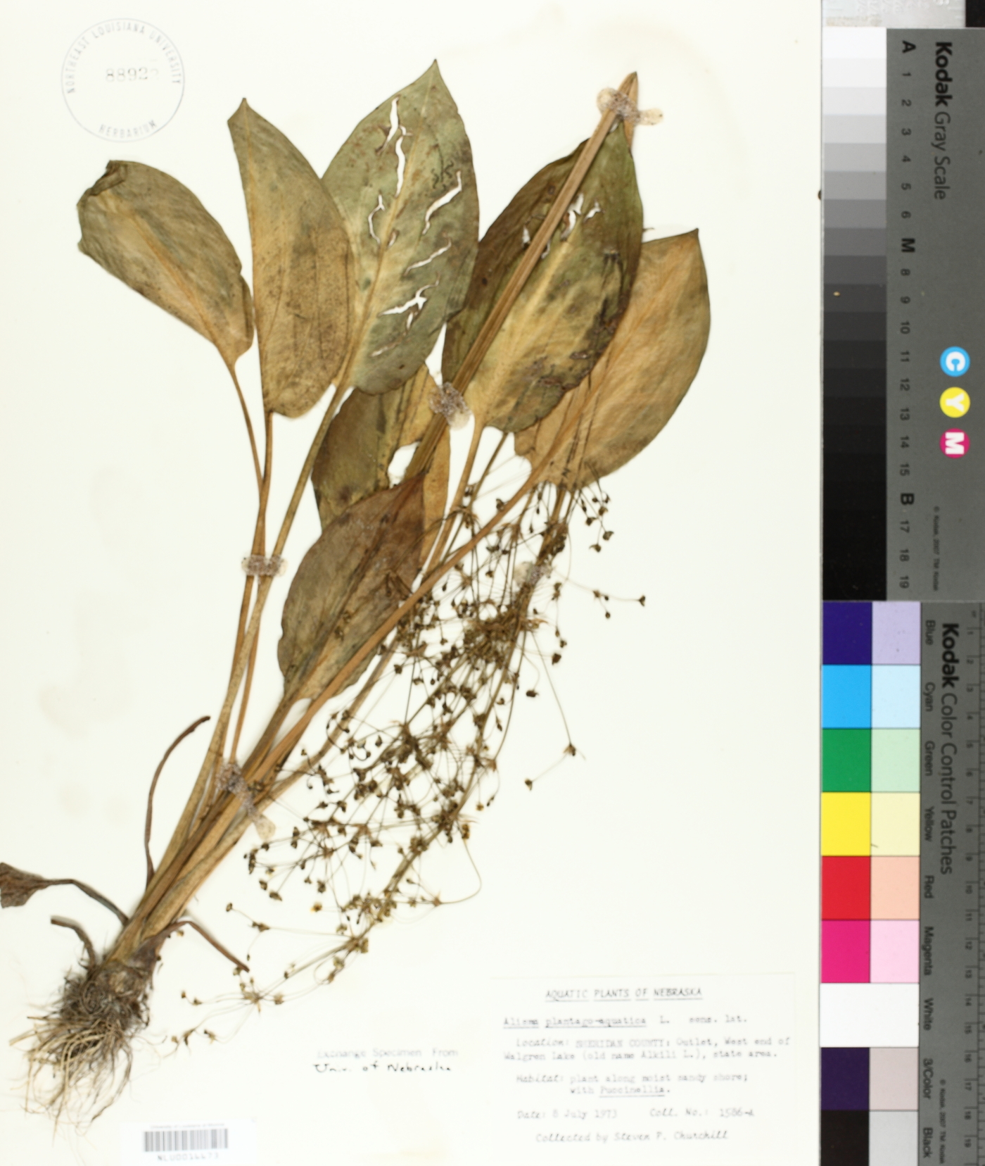 Alisma plantago-aquatica image