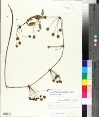 Echinodorus cordifolius image