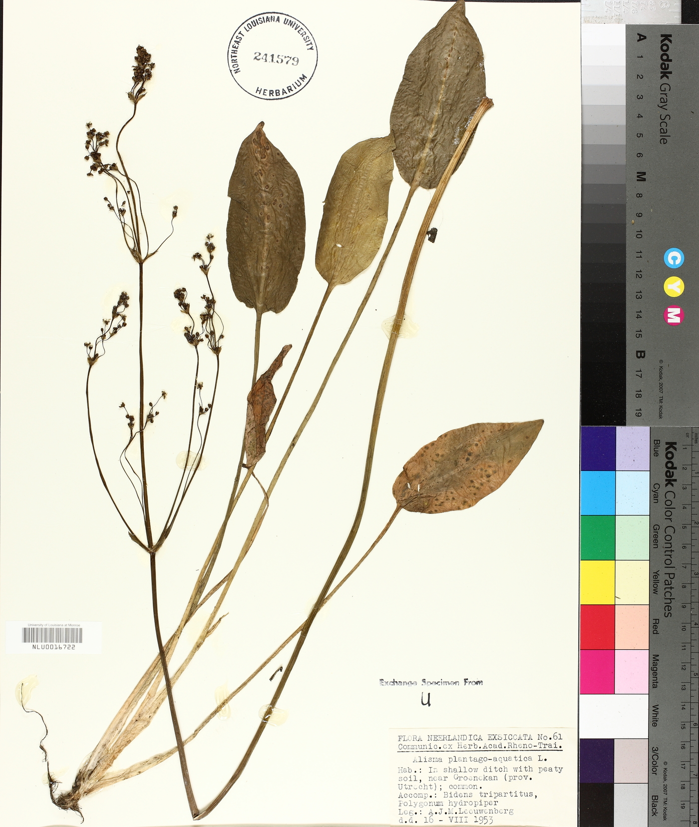 Alisma plantago-aquatica image
