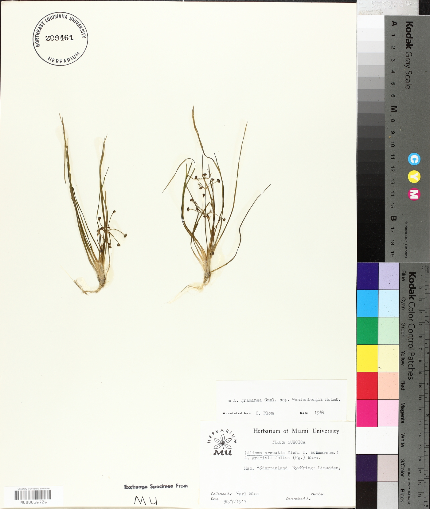Alisma arcuatum image