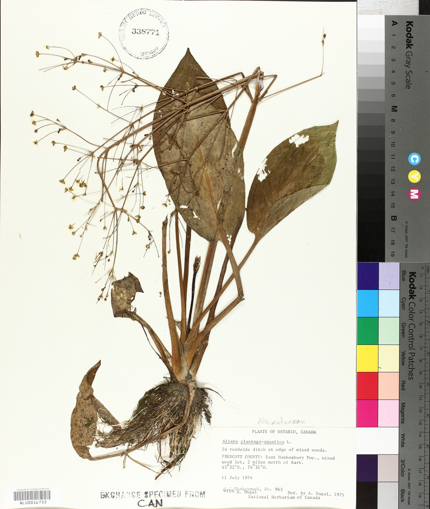 Alisma plantago-aquatica image