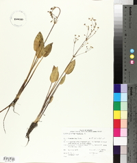 Alisma plantago-aquatica image