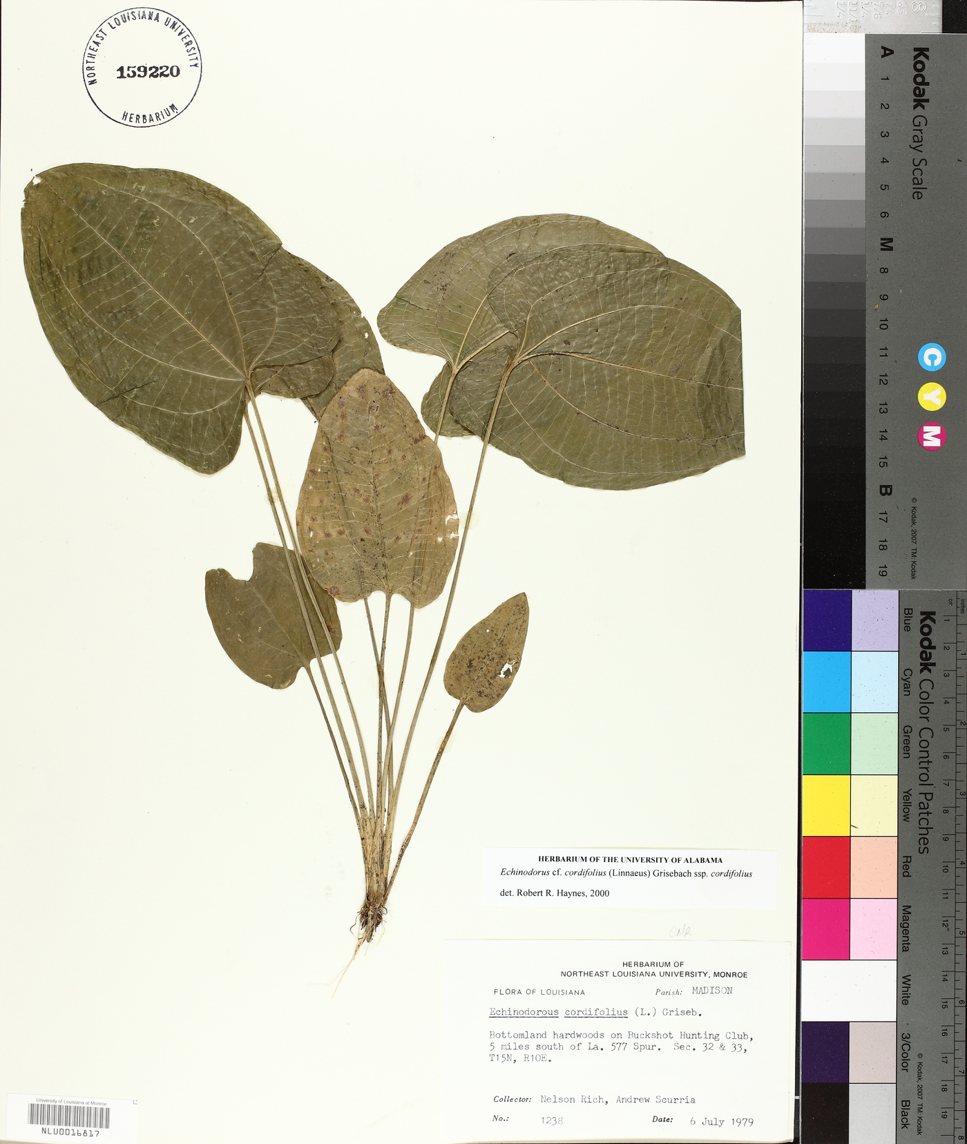 Echinodorus cordifolius subsp. cordifolius image
