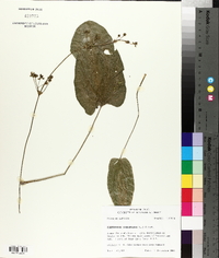 Echinodorus cordifolius image