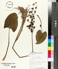 Echinodorus cordifolius subsp. cordifolius image