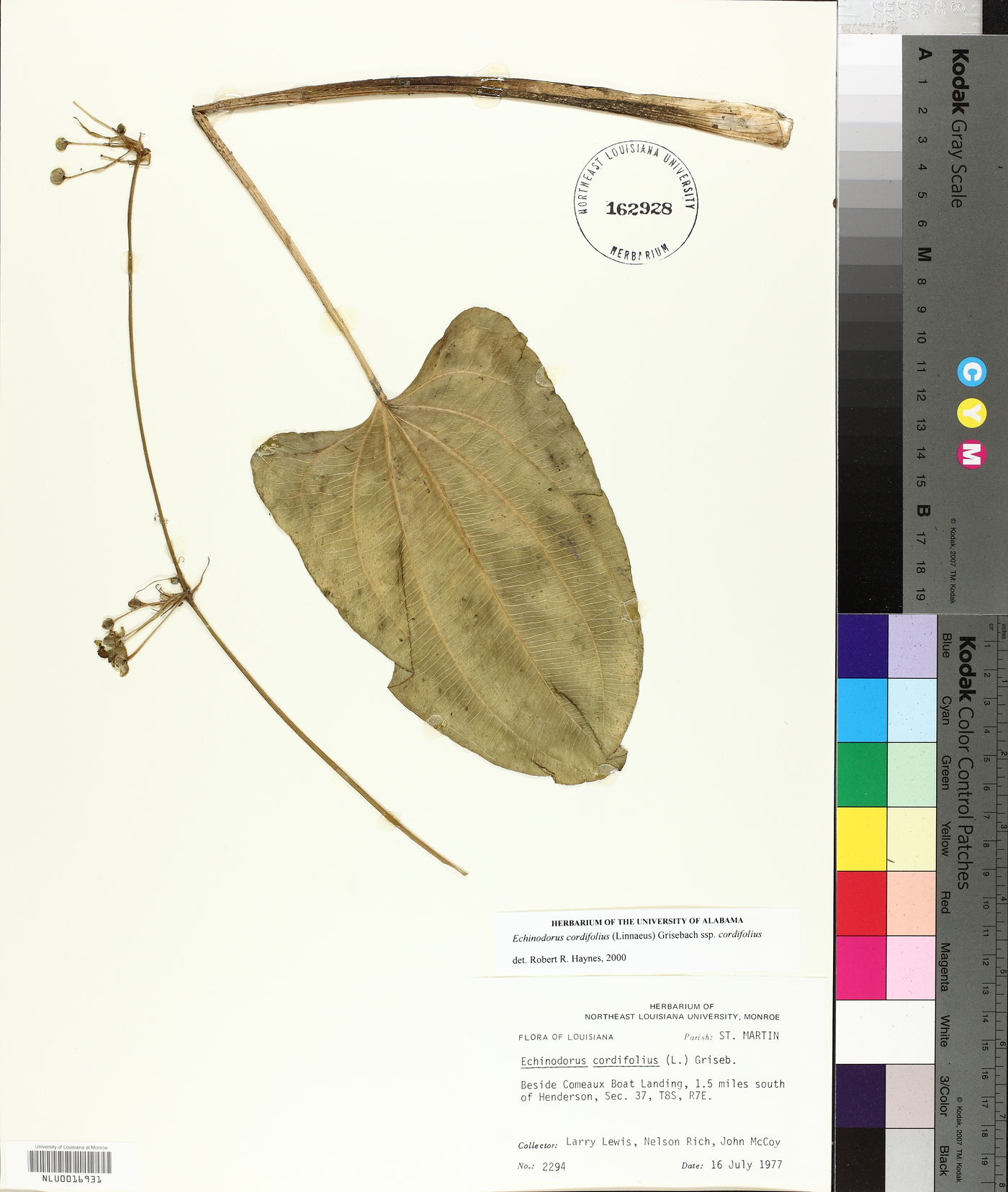 Echinodorus cordifolius subsp. cordifolius image