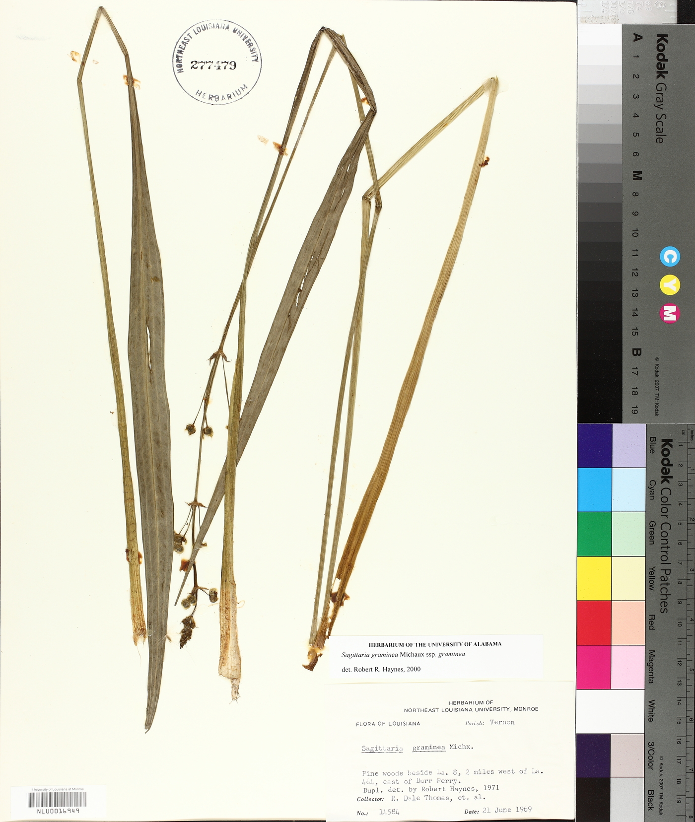 Sagittaria graminea subsp. graminea image