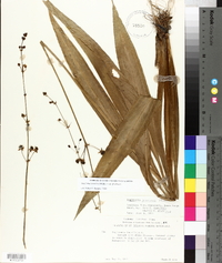 Sagittaria graminea subsp. graminea image