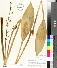 Sagittaria lancifolia subsp. media image