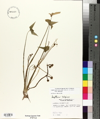Sagittaria montevidensis image