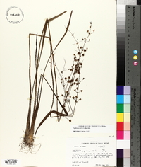 Sagittaria papillosa image