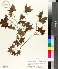 Acer sieboldianum image