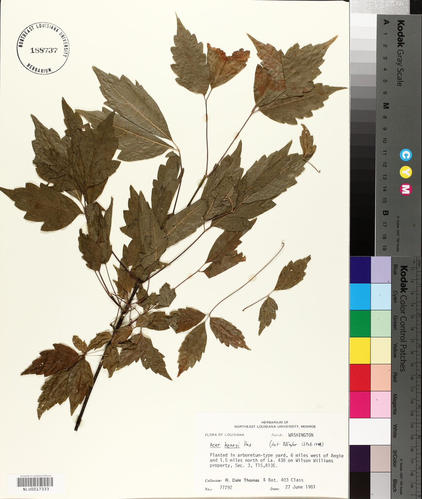 Acer henryi image