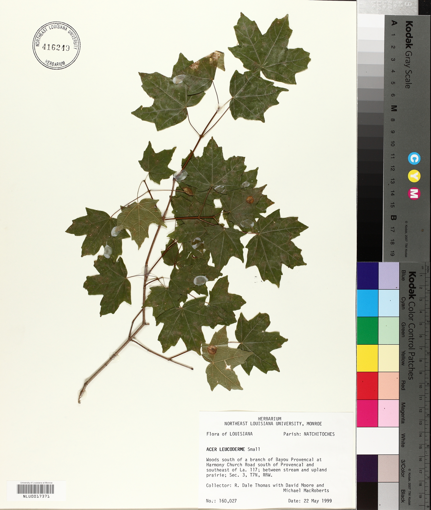Acer leucoderme image