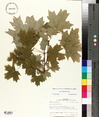 Acer barbatum image