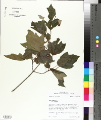 Acer rubrum var. rubrum image