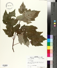 Acer rubrum var. rubrum image