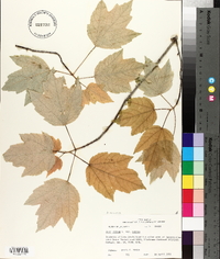 Acer rubrum var. rubrum image