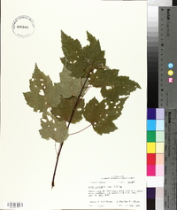 Acer rubrum var. rubrum image