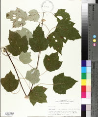 Acer rubrum var. drummondii image