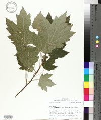 Acer rubrum var. drummondii image