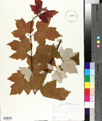 Acer rubrum var. drummondii image