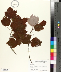 Acer rubrum var. rubrum image