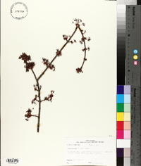 Acer rubrum var. rubrum image