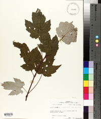 Acer rubrum var. drummondii image