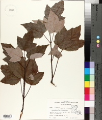 Acer rubrum var. drummondii image