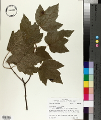 Acer rubrum var. drummondii image