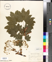 Acer circinatum image