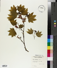 Acer circinatum image