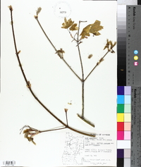 Acer circinatum image