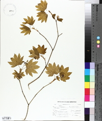 Acer circinatum image