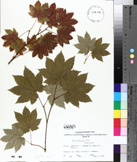 Acer circinatum image