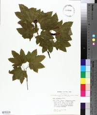 Acer circinatum image