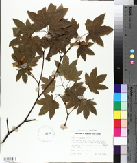 Acer circinatum image