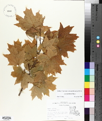 Acer rubrum var. drummondii image
