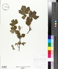 Acer glabrum image