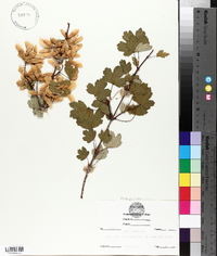 Acer glabrum image