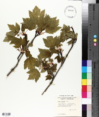 Acer glabrum image