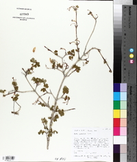 Acer glabrum image